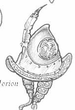 armures/morion.jpg